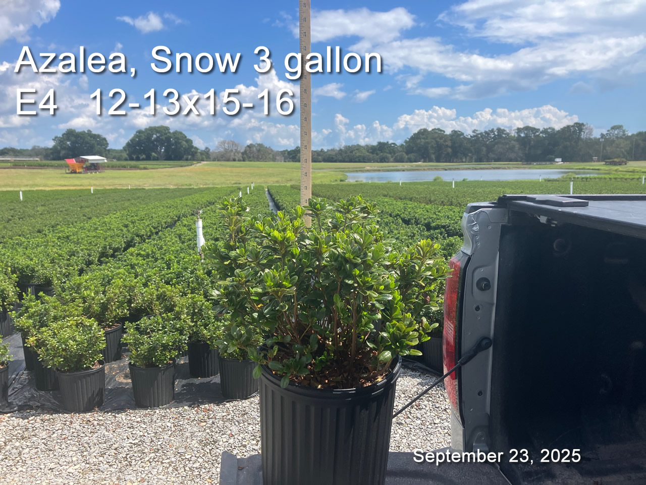 gallery/snow3 e4 sept23.jpg